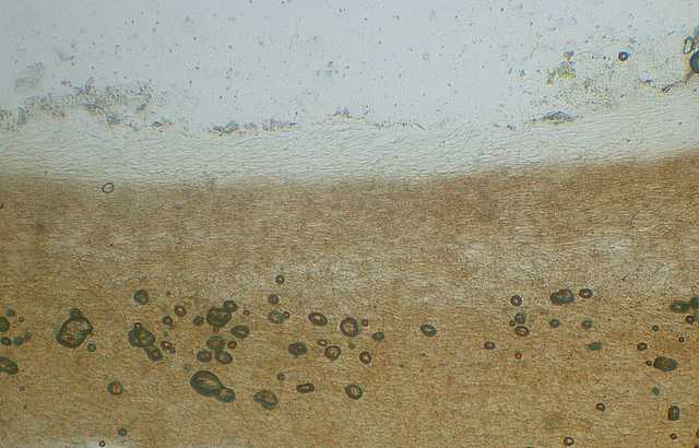 Galerina stylifera   (G.F. Atk.) A.H. Sm. & Singer